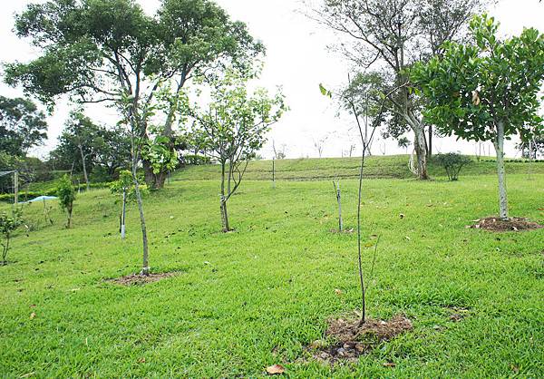 李子.紅肉1011031A