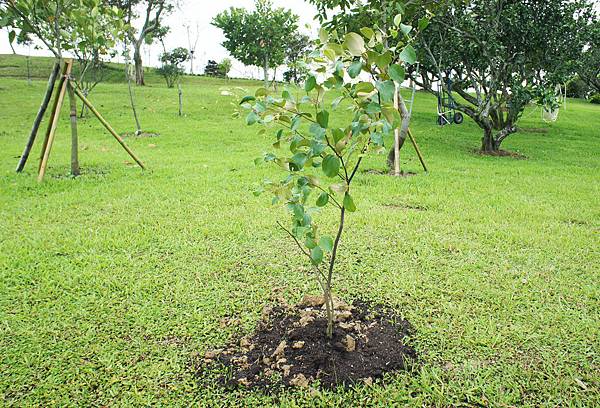 蘋果蜜棗1011031A