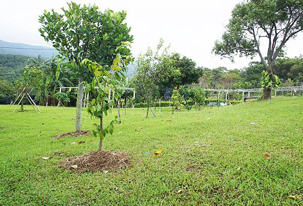 紅毛榴槤1011031A