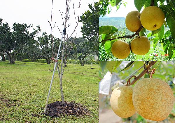 熱帶蜜雪梨1010109- (1) 熱帶蜜雪梨1010109- (1)