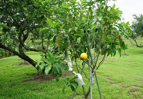 黃金果1020817- (2A)