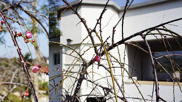 梅.垂梅.紅1040119- (2a)