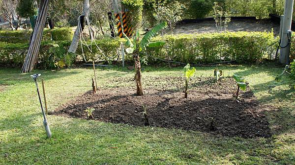 蕉1040202- (2) 蕉1040202- (2)