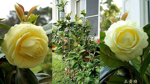 茶花.正黃旗1040227 茶花.正黃旗1040227