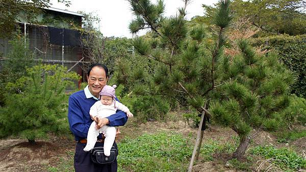 黑松.迎客松1040102- (1) 黑松.迎客松1040102- (1)