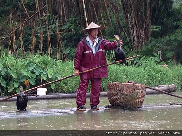 魚鷹抓魚