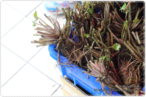 IMG_4662.JPG IMG_4662.JPG