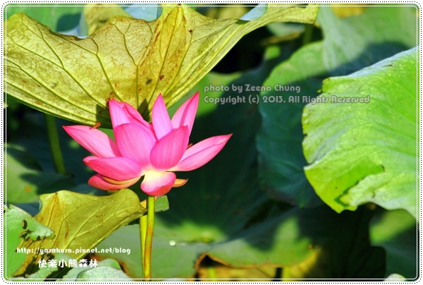 130714_亞馬遜_0020.JPG 130714_亞馬遜_0020.JPG