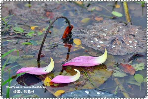 130714_亞馬遜_0019.JPG 130714_亞馬遜_0019.JPG