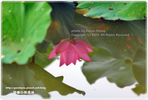 130714_亞馬遜_0027.JPG 130714_亞馬遜_0027.JPG