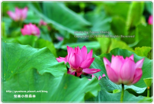 130714_亞馬遜_0029.JPG 130714_亞馬遜_0029.JPG