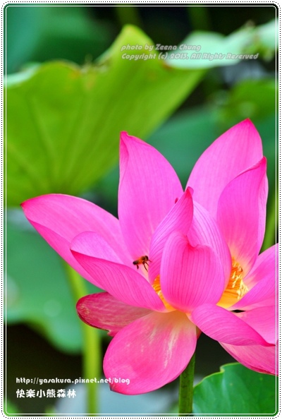 130714_亞馬遜_0039.JPG 130714_亞馬遜_0039.JPG