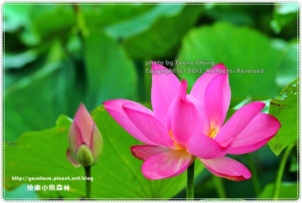 130714_亞馬遜_0043.JPG 130714_亞馬遜_0043.JPG