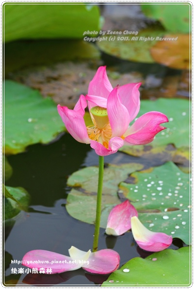 130714_亞馬遜_0047.JPG 130714_亞馬遜_0047.JPG