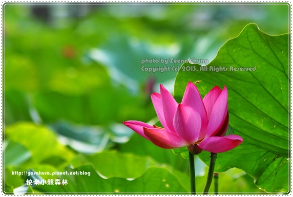 130714_亞馬遜_0073.JPG 130714_亞馬遜_0073.JPG