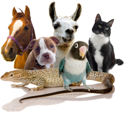 動物溝通&動物能量療癒