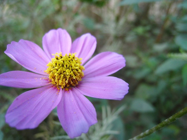 20090218台南生產路花海01.jpg 20090218台南生產路花海01.jpg