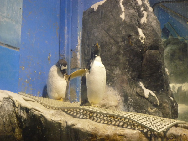 P1020574.jpg P1020574.jpg