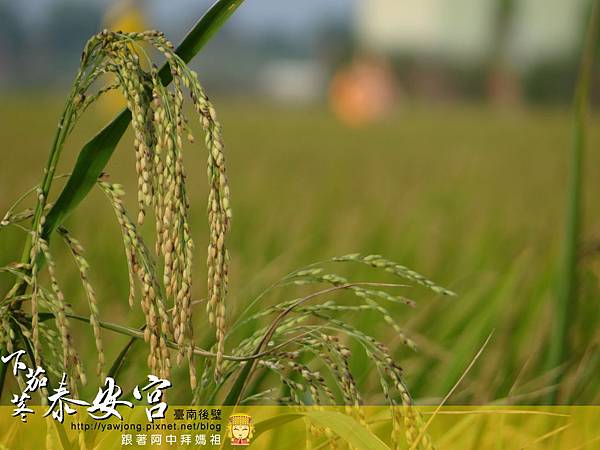 後壁下茄苳泰安宮 後壁下茄苳泰安宮