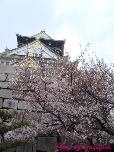 DSC08262.JPG DSC08262.JPG