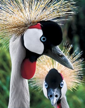 Crowned Cranes.jpg Crowned Cranes.jpg
