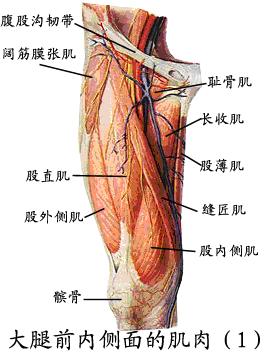 Image result for 髖關節，肌肉