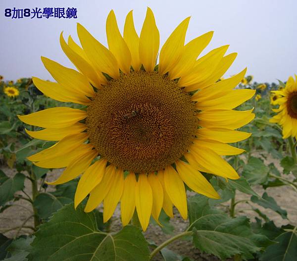 找找看向日葵!!