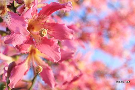 IMG_5453-1-1 IMG_5453-1-1