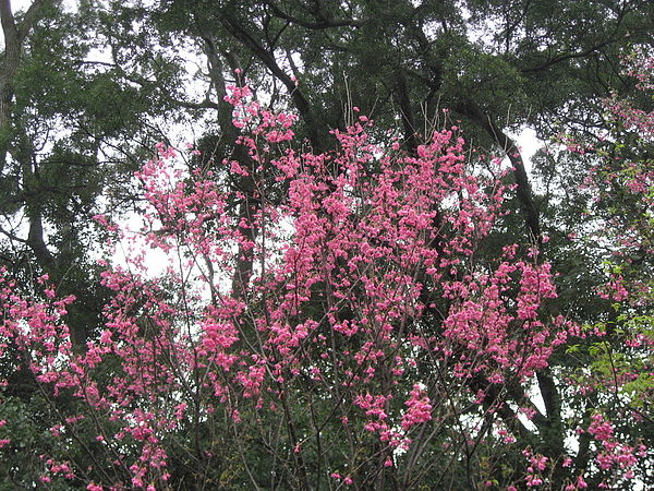 粉紅山櫻