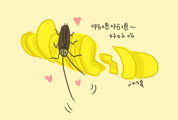 蟑螂兄 蟑螂兄