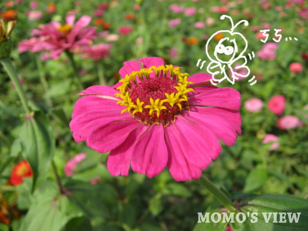 我也想變成蝴蝶吸取花蜜...