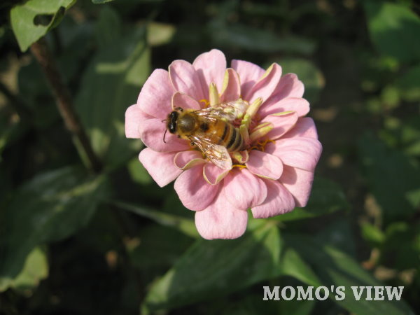 嗡嗡嗡...小蜜蜂來採蜜,這張拍得好!