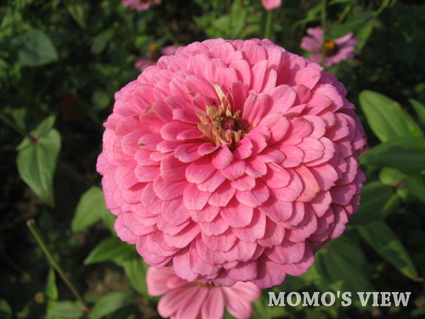 重瓣的百日草...看起來更嚇人了!