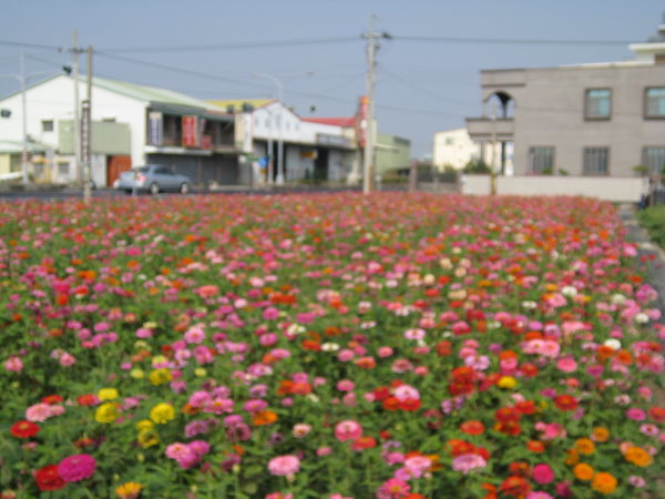 台灣也是有花海的唷