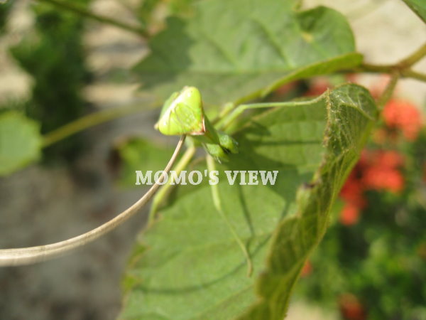 我變身妳也能發現我,算妳厲害!