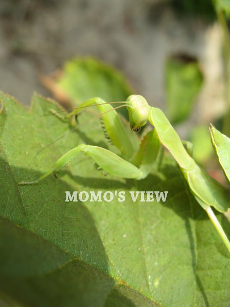 終於使出螳螂拳對付白目二人組...