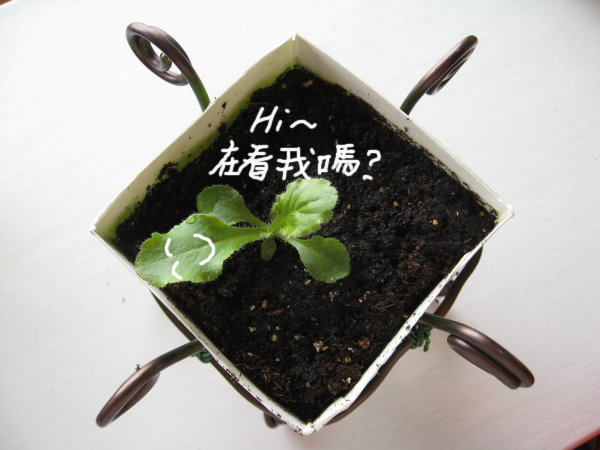 要好好愛護植物唷