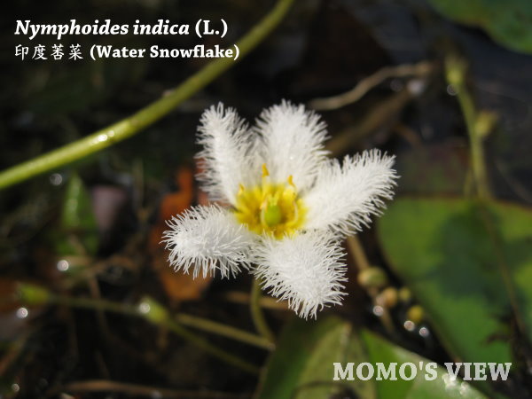 我只有一個10元銅板大唷