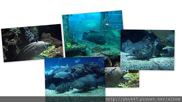 2012海生館1.jpg 2012海生館1.jpg