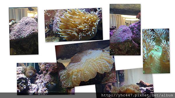 浮游生物餵食 浮游生物餵食