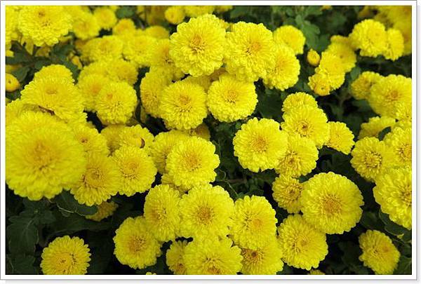 2014銅鑼杭菊_004.jpg 2014銅鑼杭菊_004.jpg