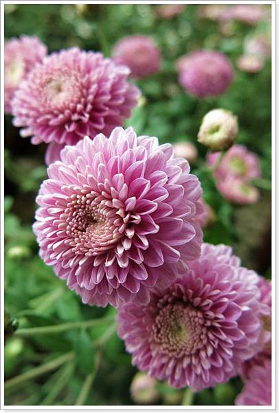 2014銅鑼杭菊_006.jpg 2014銅鑼杭菊_006.jpg