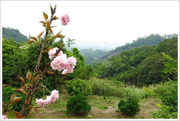 夢幻桐花步道_95.jpg 夢幻桐花步道_95.jpg