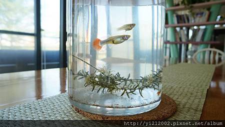 DSC08641.JPG DSC08641.JPG