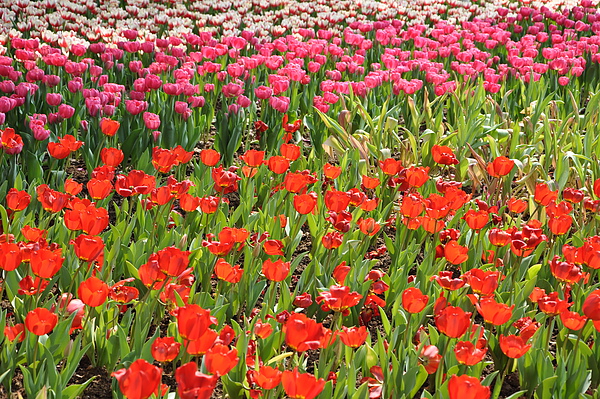 DSC_0073.JPG DSC_0073.JPG