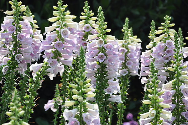 DSC_0142.JPG DSC_0142.JPG