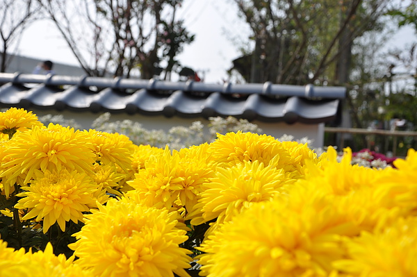 DSC_0135.JPG DSC_0135.JPG