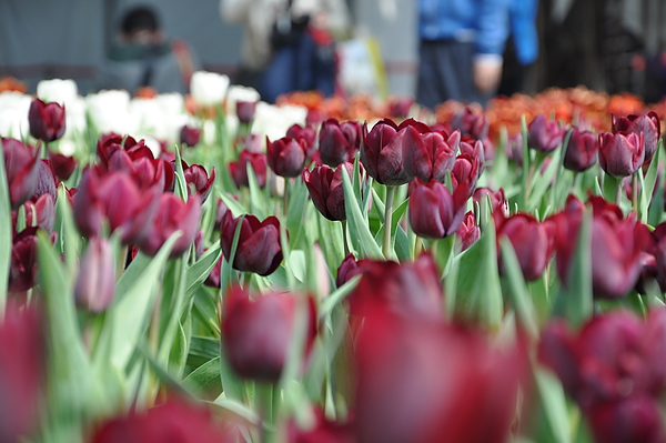 DSC_0059.JPG DSC_0059.JPG