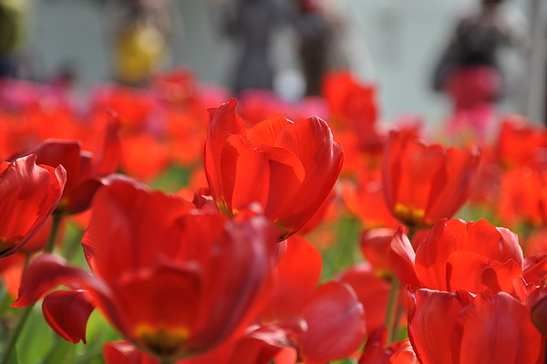 DSC_0082.JPG DSC_0082.JPG