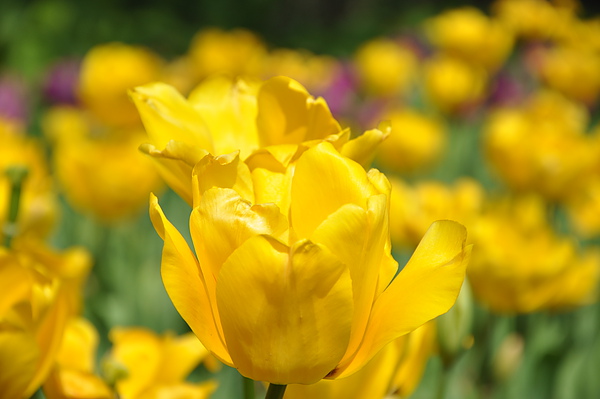 DSC_0052.JPG DSC_0052.JPG